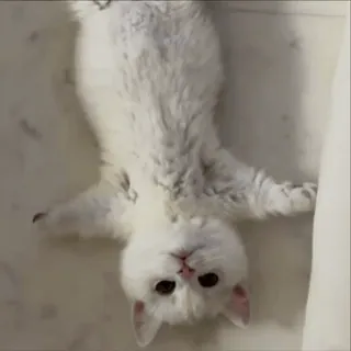 🌟 猫, 子猫, 白, 可愛い, 動物 whatsapp sticker