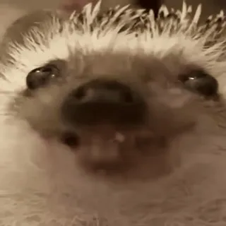 🦔 hedgehog, animal, cute, mammal, pet whatsapp sticker