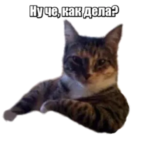 😉 Ну че, как дела? cat, question, russian, animal, meme telegram sticker