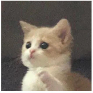 😶 cat, cute, kitten, animal, pet telegram sticker