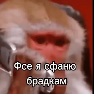 😡 Monkey Фсе я сфаню брадкам telegram sticker