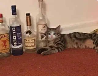 😭 cat, alcohol bottles, pet, liquor, domestic animal, tabby whatsapp sticker