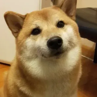 ☁ Shiba Inu, anjing, hewan peliharaan, binatang, imut, hewan domestik telegram sticker