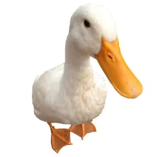 🦆 утка, птица, животное, белый, водоплавающая птица telegram sticker