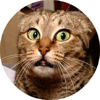 😃 chat, effrayé, drôle, animal, animal de compagnie, mème telegram sticker