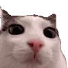 Cats Big Pack @TgEmojis telegram emojis 👀