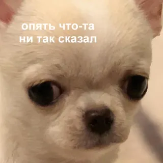 😒 опять что-та ни так сказал pies, chihuahua, mem, rosyjski tekst, smutny, słodki telegram sticker