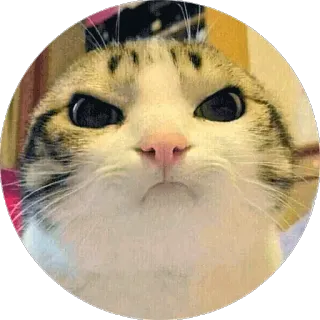 😠 gato, animal, bravo, meme, engraçado whatsapp sticker