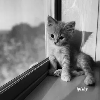 🕸 ipishy 小猫, 猫, 窗户, 动物, 宠物, 可爱, 黑白 telegram sticker