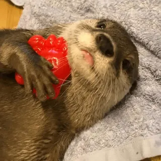 😌 loutre, animal, mignon, mammifère, animal de compagnie telegram sticker