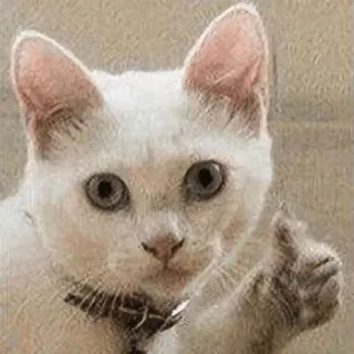 👍 고양이, 가운데 손가락, 불쾌한, 제스처, 동물, 밈 telegram sticker