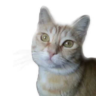 😁 kucing, hewan peliharaan, hewan, kucing domestik, mamalia, felidae telegram sticker
