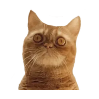 ⚪️ gato, animal, gato naranja, meme, lindo, mascota whatsapp sticker
