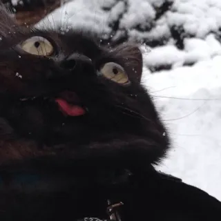❄ gato, gato preto, neve, animal, inverno, língua de fora, animal de estimação whatsapp sticker