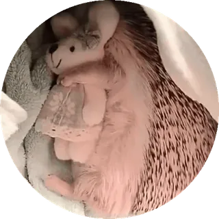 🌟 nhím, động vật, thú cưng, đồ chơi, dễ thương, ngủ telegram sticker