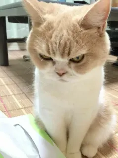 ‼️ Katze, wütend, grummelig, Katzenartig, Haustier telegram sticker