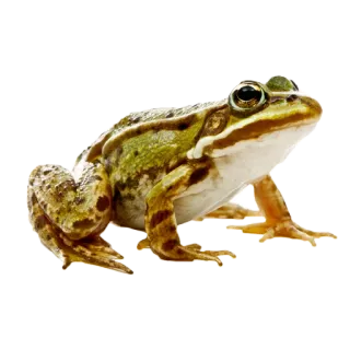 🐸 カエル, 両生類, 動物, 野生動物, 自然 telegram sticker