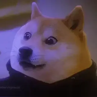 🌟 Doge Doge Meme telegram sticker