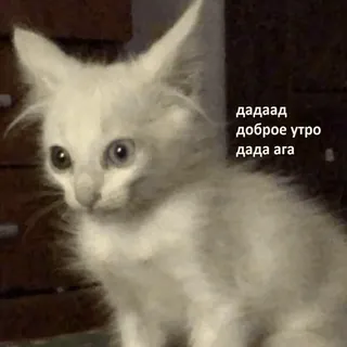 ☀️ дадаад
доброе утро
дада ага gatto, bianco, gattino, mattina, carino telegram sticker