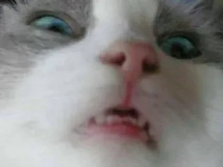 😒 gatto, animale, animale domestico, gatto divertente, faccia telegram sticker