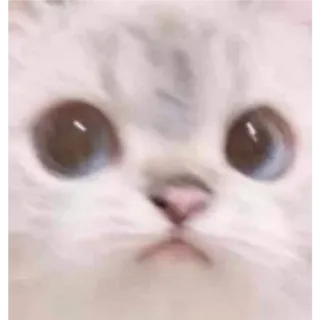 🎀 고양이, 새끼 고양이, 귀여운, 동물, 애완 동물, 눈 whatsapp sticker