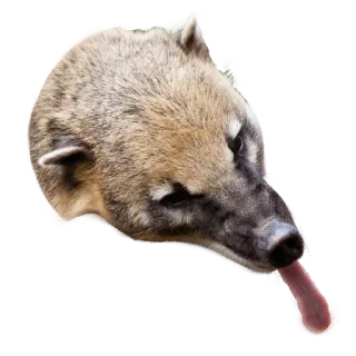 👅 coatí, animal, mamífero, lengua, lindo, fauna silvestre whatsapp sticker