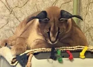 😞 caracal, cat, animal, mammal, floppa telegram sticker