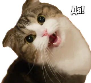 👍 Да! cat, russian, yes, happy, animal telegram sticker