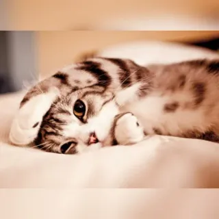 😺 chat, chaton, animal, animal de compagnie, mignon, domestique telegram sticker