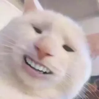 😁 кот, животное, смешной, мем telegram sticker