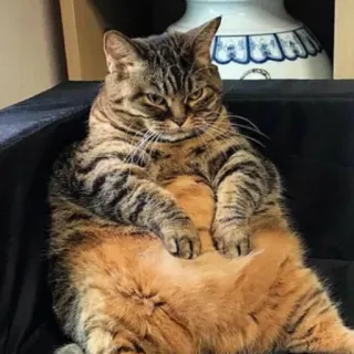 😏 gato, animal de estimação, animal, gato doméstico, gato tigrado, felino telegram sticker