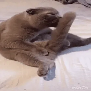 😏 gato, animal, lambendo, animal de estimação, mamífero, gato doméstico telegram sticker