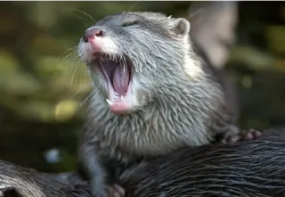 🤣 lontra, animal, vida selvagem, mamífero, bocejo, fofo telegram sticker