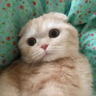 🥺 cat, pet, animal, cute, scottish fold, domestic cat telegram sticker