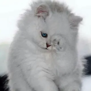 😞 chat, chaton, blanc, doux, mignon, animal de compagnie, animal telegram sticker