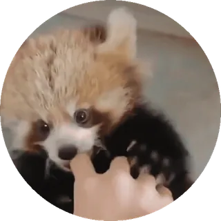 🐼 panda ruda, słodki, zwierzę, ręka, rozbrykany telegram sticker