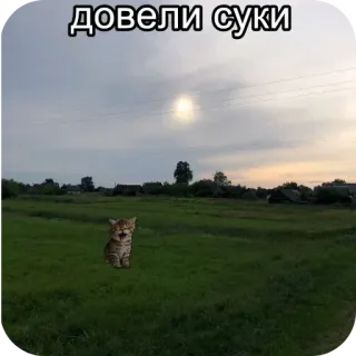 😭 довели суки cat, landscape, field, sky, village whatsapp sticker