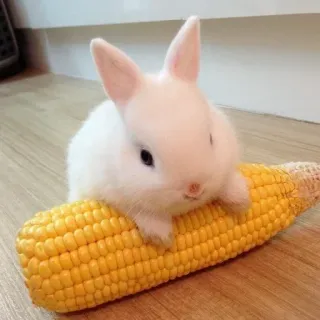 🌟 bunny, rabbit, corn, animal, pet, cute whatsapp sticker