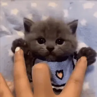 🥰 kitten, cat, cute, animal, pet, adorable, small whatsapp sticker