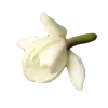 🌷
