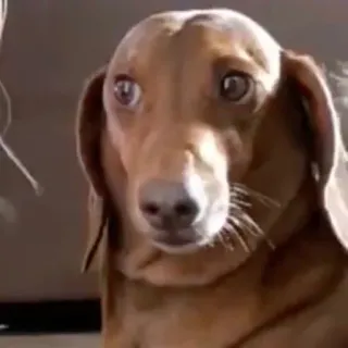 🐶 Hund, Tier, Haustier, süß, Dackel whatsapp sticker