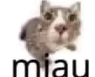 😼 miau Katze, Tier, süß, miau, miau telegram sticker