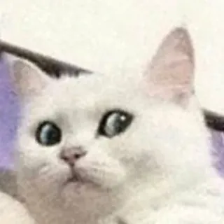 😱 猫, 白猫, 动物, 宠物, 梗 telegram sticker
