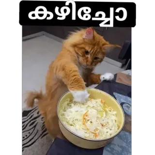 😋 കഴിച്ചോ kat, eten, salade, kom, dier telegram sticker