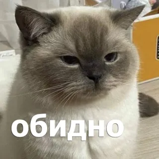 😒 обидно แมว, น่ารัก, สติกเกอร์, เศร้า, เสียใจ telegram sticker