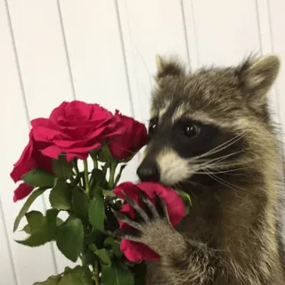 🌹 mapache, rosas, animal, flores, lindo, naturaleza whatsapp sticker