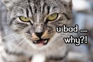 😡 u bad .... why?! kucing, meme, buruk, hewan, peliharaan, lucu telegram sticker