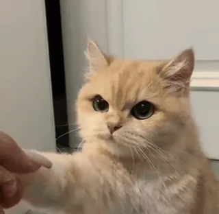 🫤 cat, animal, cute, pet, domestic, feline telegram sticker