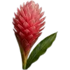🥥