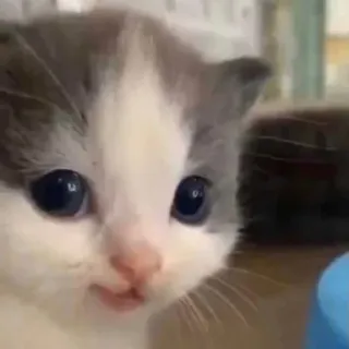 😜 Kätzchen, Katze, Tier, niedlich, Haustier, Säugetier telegram sticker